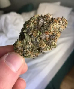 Buy Pink Starburst Strain UK