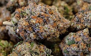 Buy Acai Gelato Strain UK - Image 3