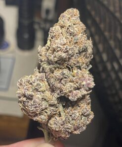 Buy Bubblegum Runtz UK