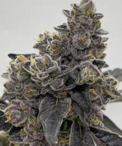 Buy White Cheetoz Strain UK