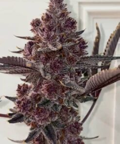 Buy Tropicana Cherry Strain UK