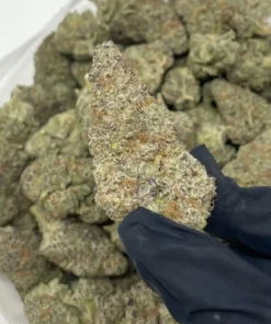 Buy Mac Doughnut Strain UK