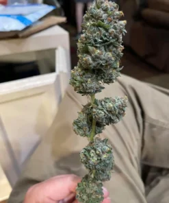 Buy Pineapple Express Strain UK